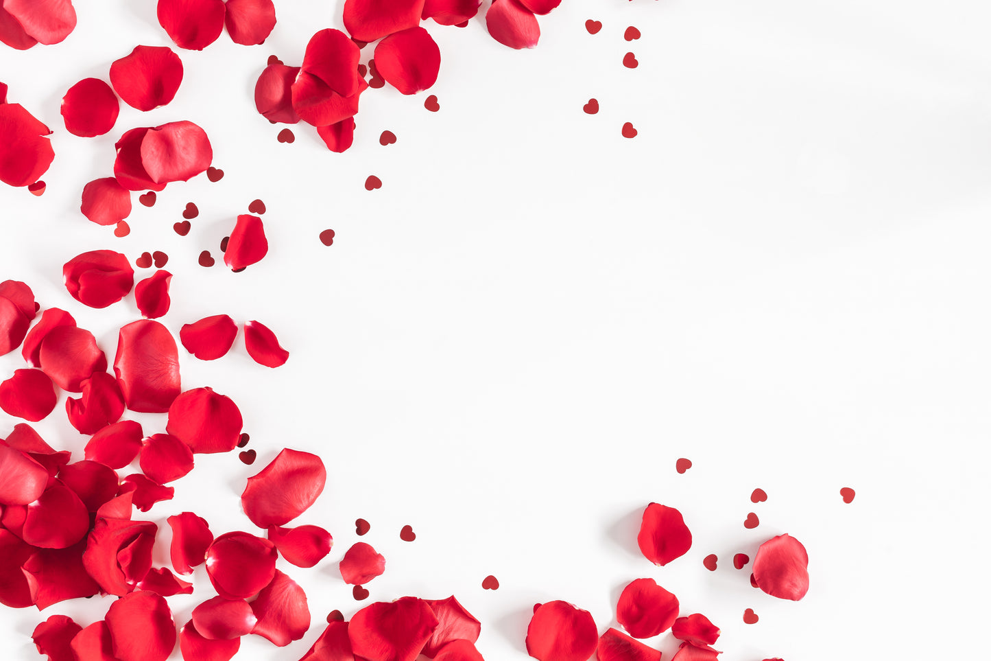 Petal Drift Mural, Scattered Red Roses on Crisp White