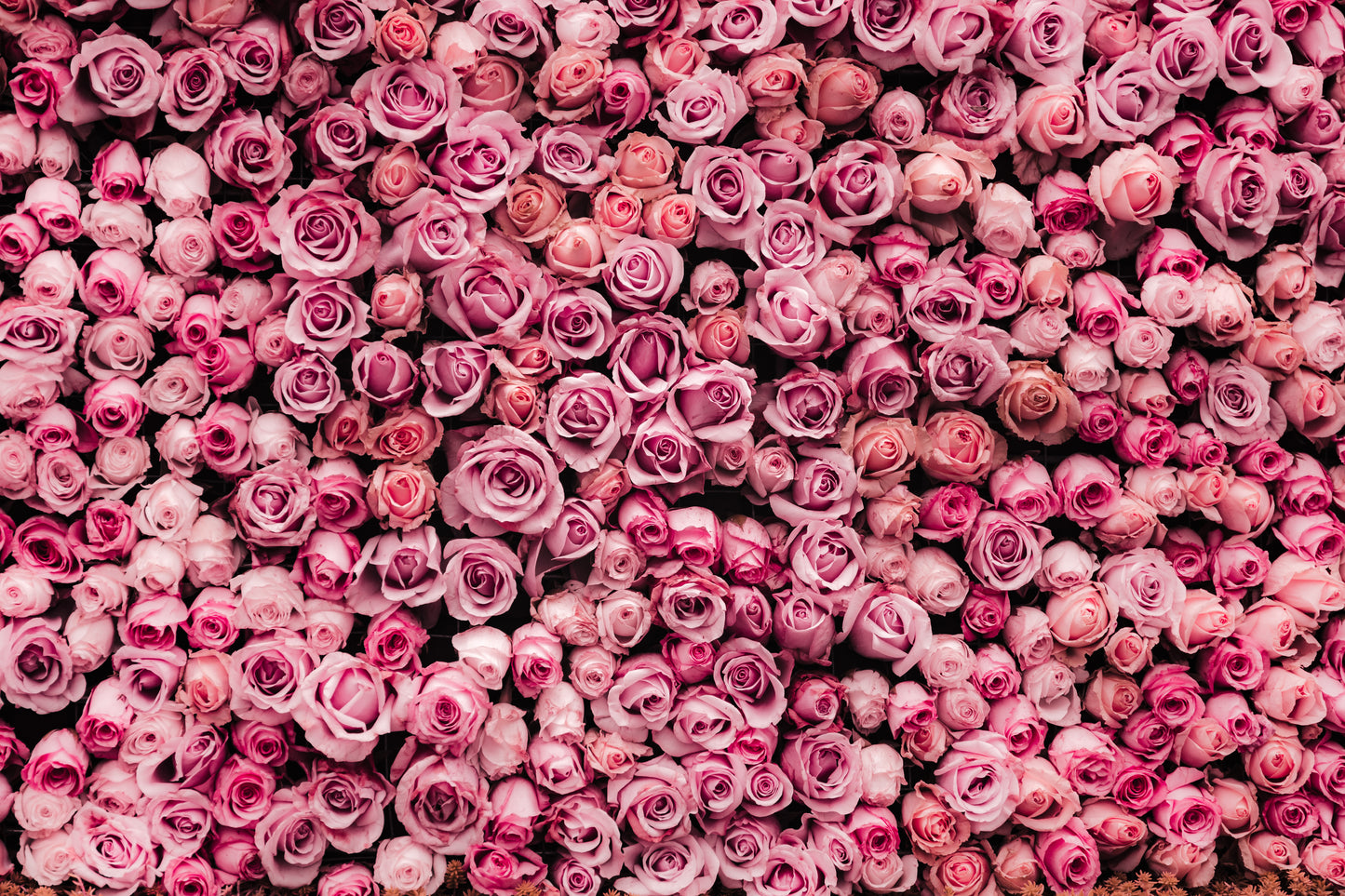 Wall of pink and purple roses