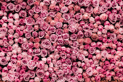 Wall of pink and purple roses
