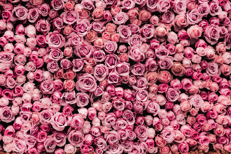 Wall of pink and purple roses