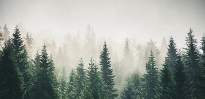 The Misty Pines Forest Wall Mural